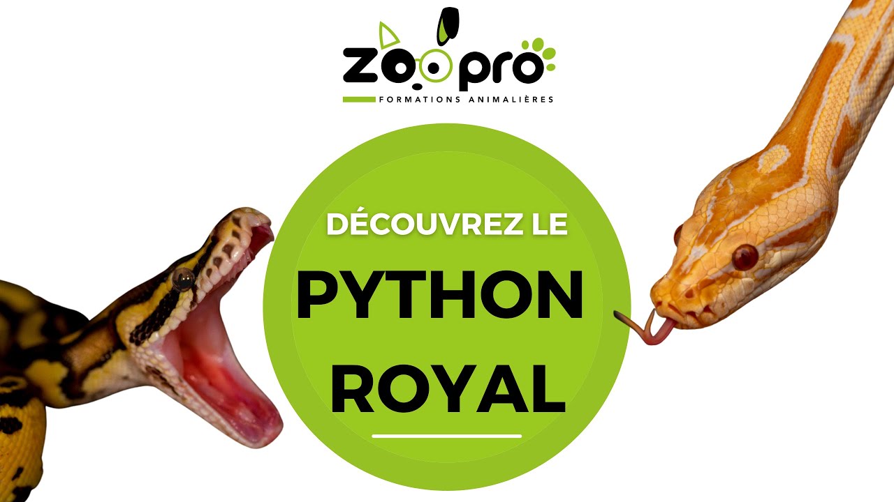 Le PYTHON ROYAL ! 🐍 serpent de Cléopatre