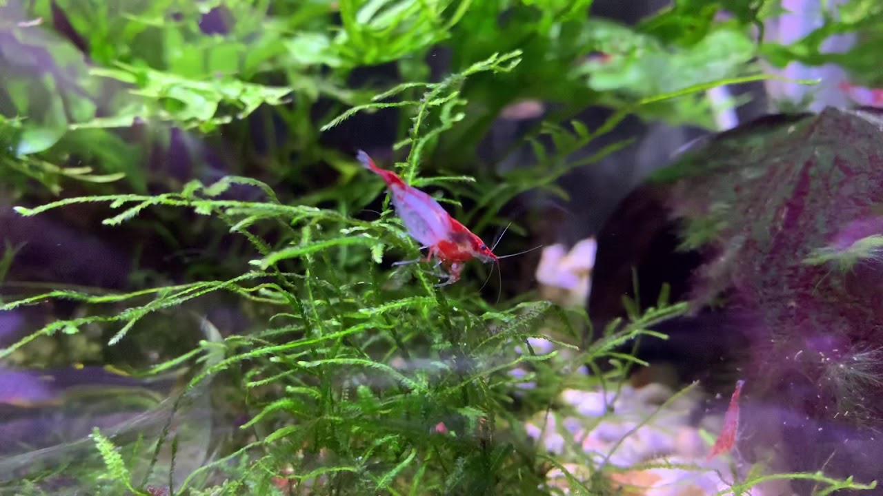 Red rili shrimp (Neocaridina davidi var. 'Rili')