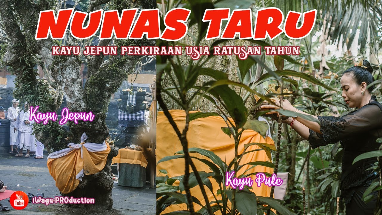 PROSESI NUNAS TARU Untuk PELAWATAN BARONG | Kayu Jepun Usianya Ratusan Tahun