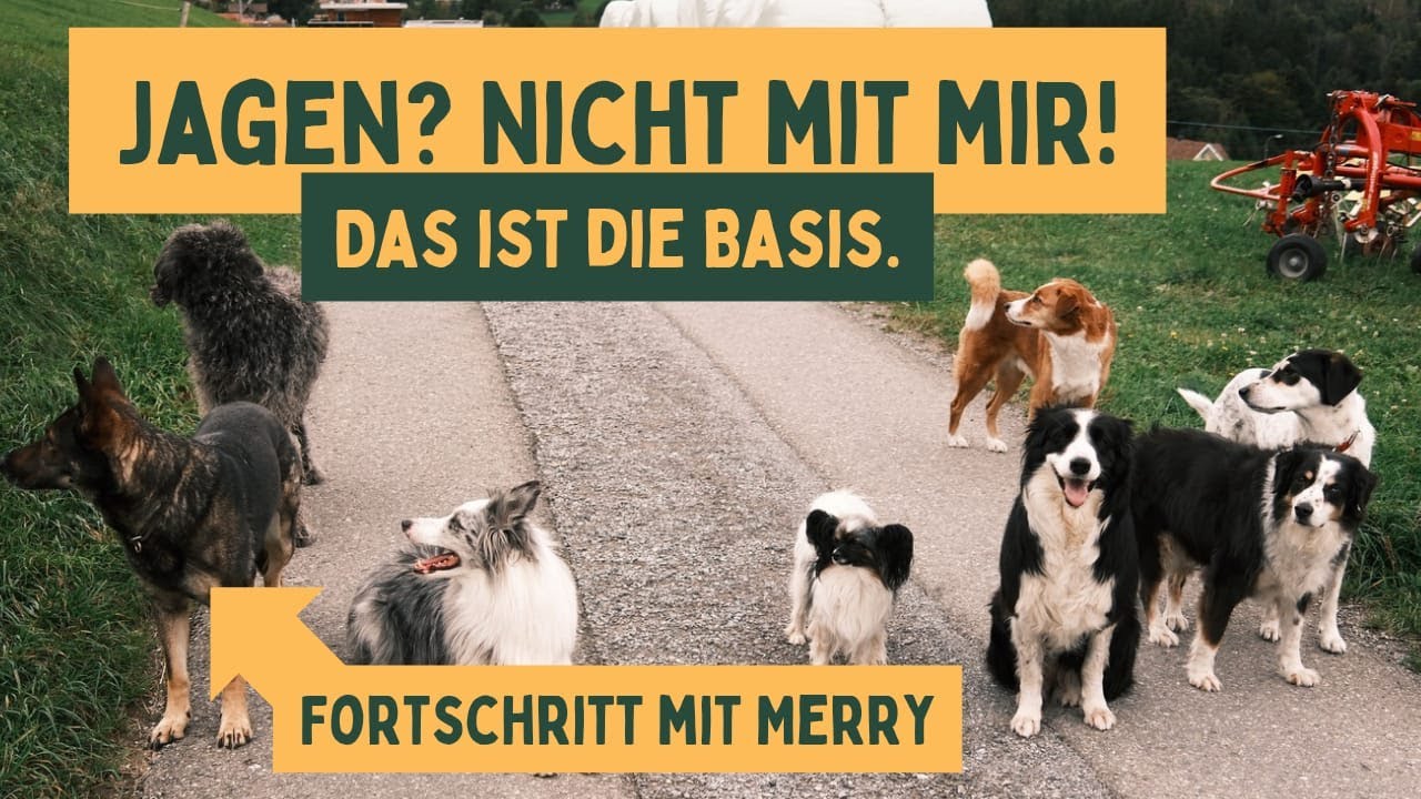 Hunde ohne Leine- Vom Katzenjäger zurück zum Welpenalter!