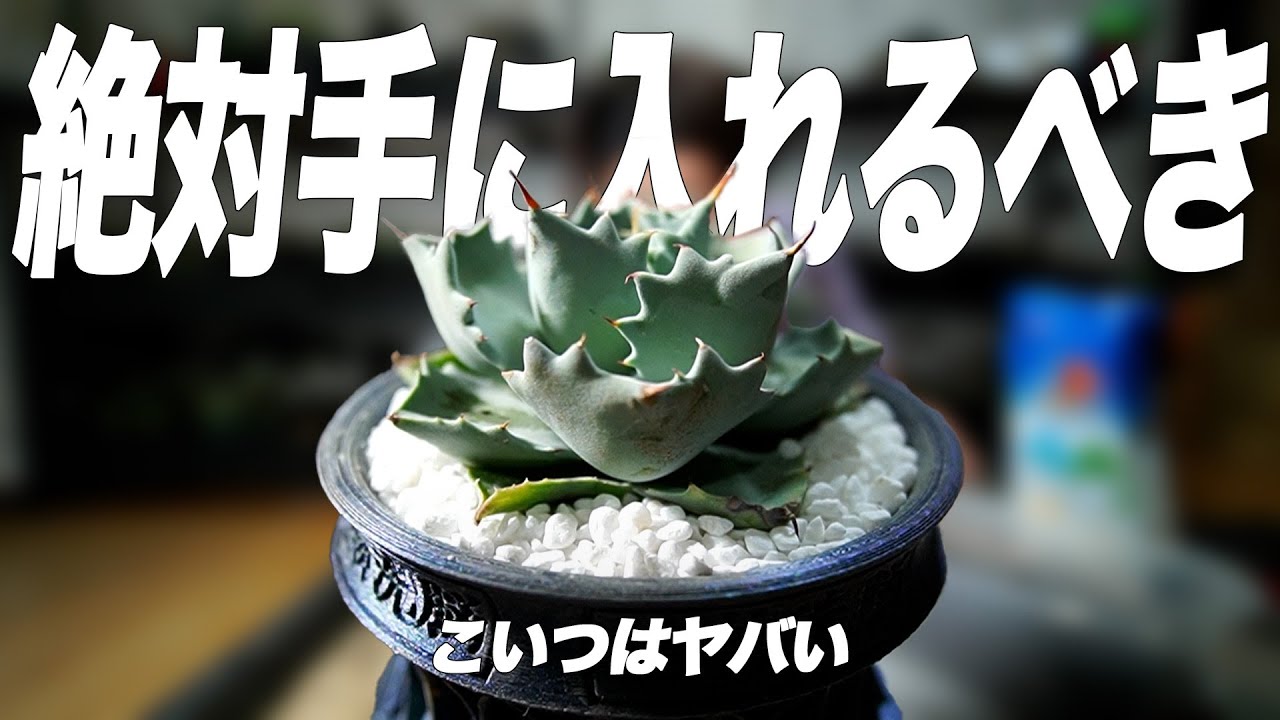 【絶対に買え】今このアガベを持ってない人はマジでヤバい…[アガベ][塊根植物][観葉植物]