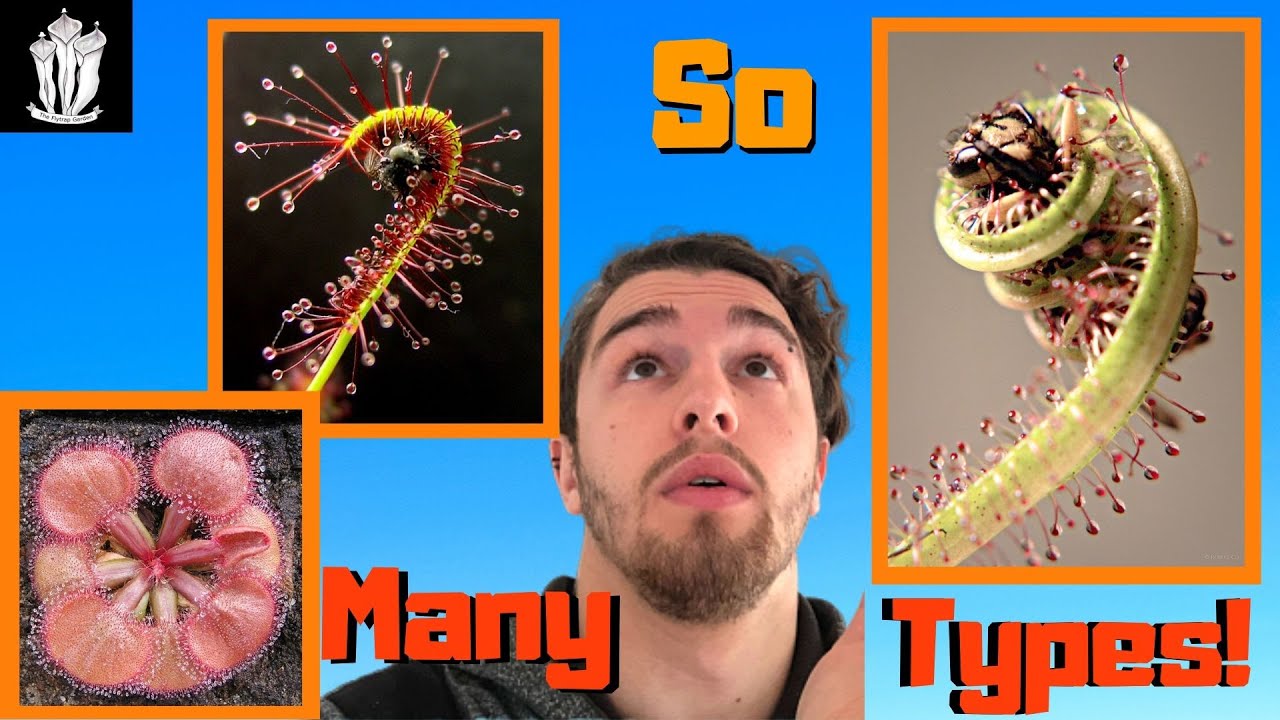 All the Different Types of Sundews - Carnivorous Plants (Drosera)
