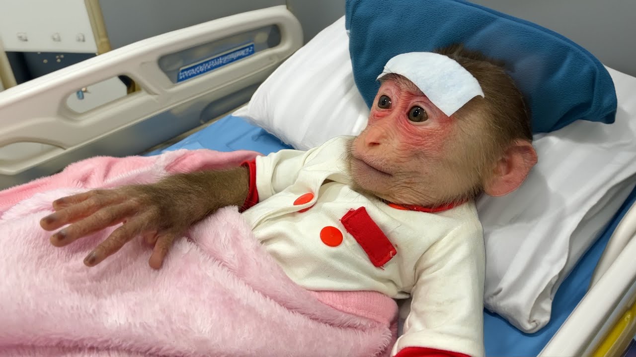 Touching and smart moments of monkey Lily with her dad | Lily's story