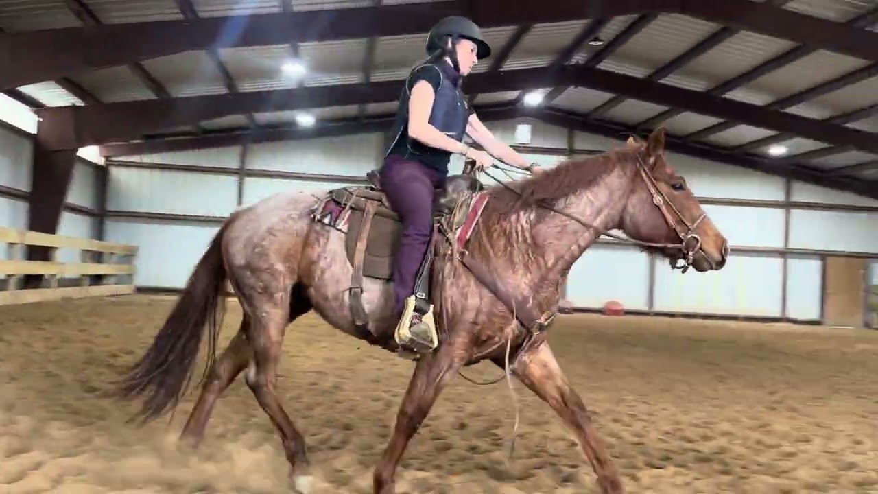 Catbird W/T/C under saddle