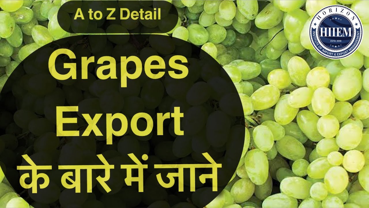 How to Export Grapes 🍇 from India | Complete knowledge on #GrapesExporting by Sagar Agravat