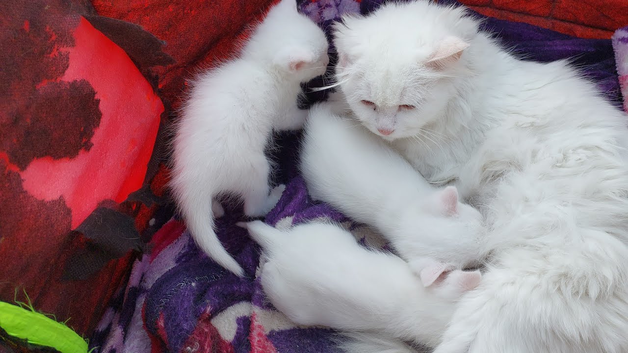 1 kitten gone crazy fighting with siblings