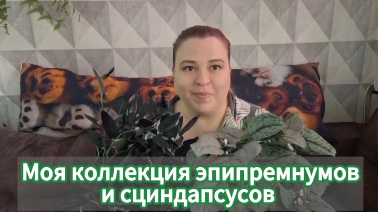 Моя коллекция эпипремнумов и сциндапсусов