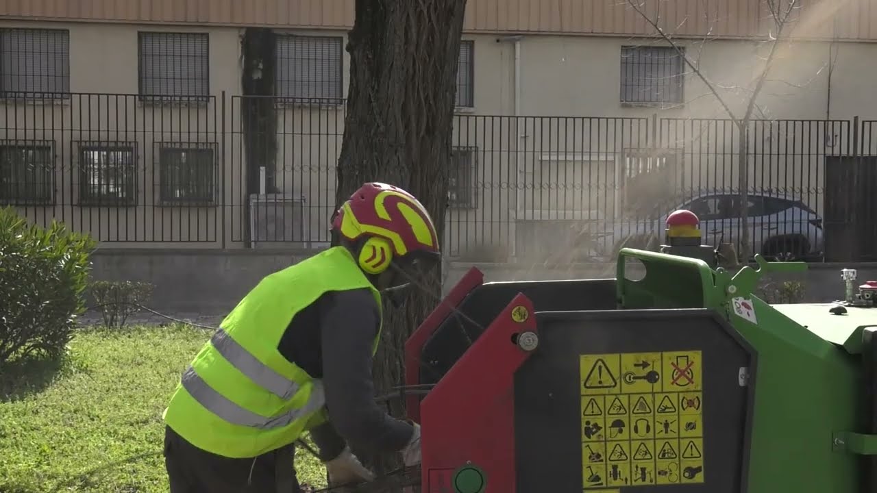 MEDIO AMBIENTE AVANZA EN LA PODA DE ARBOLADO