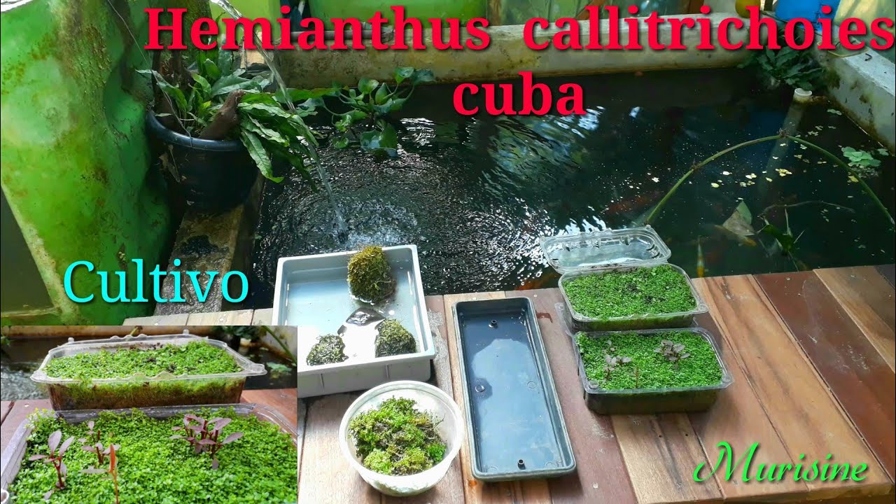 Cultivo de carpete passo a passo  de Hemianthus callitrichoides cuba