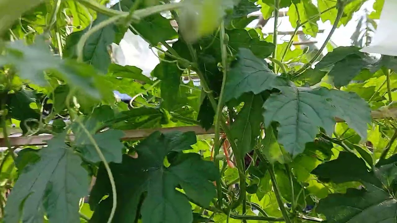 สวนทดลองปลูก