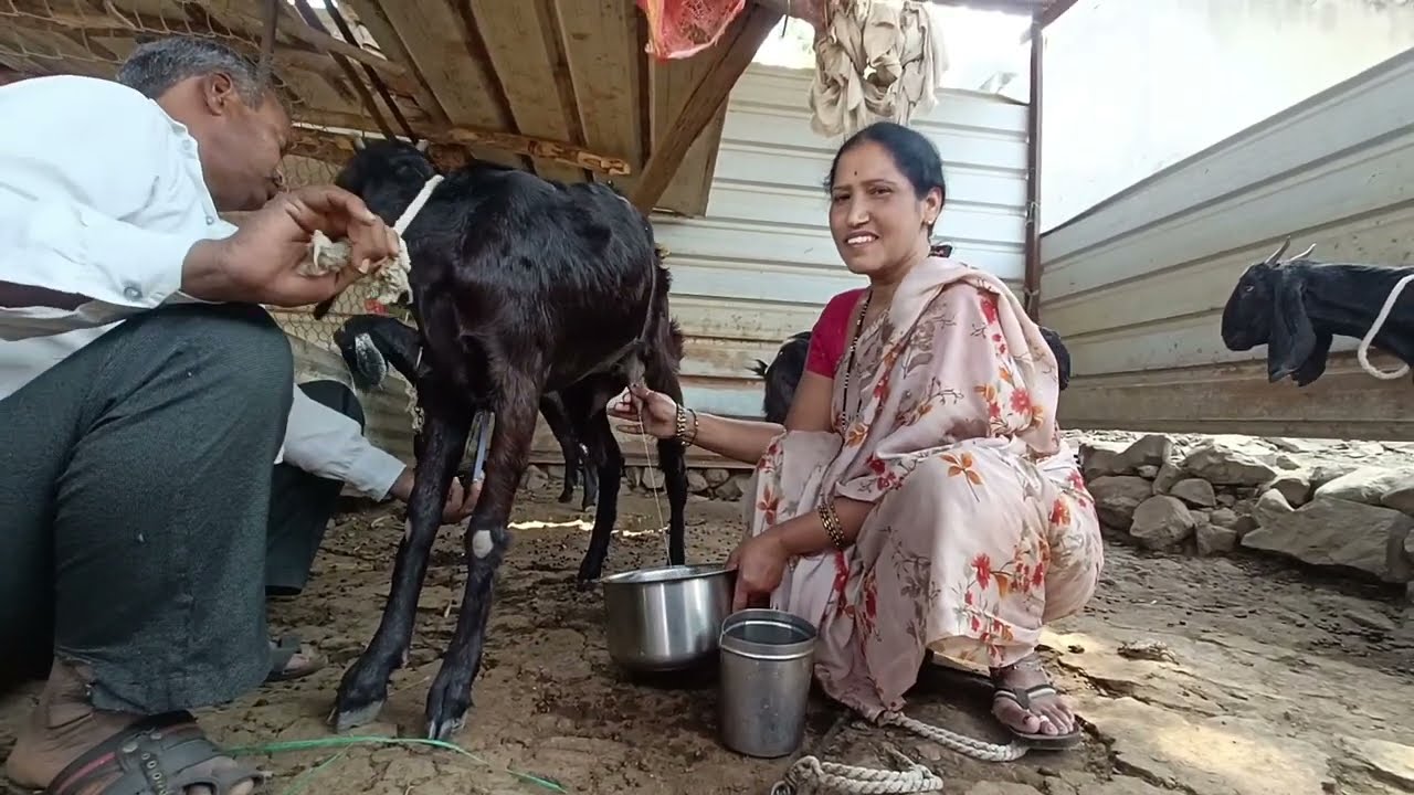 Many goats milk milking 👌🔥