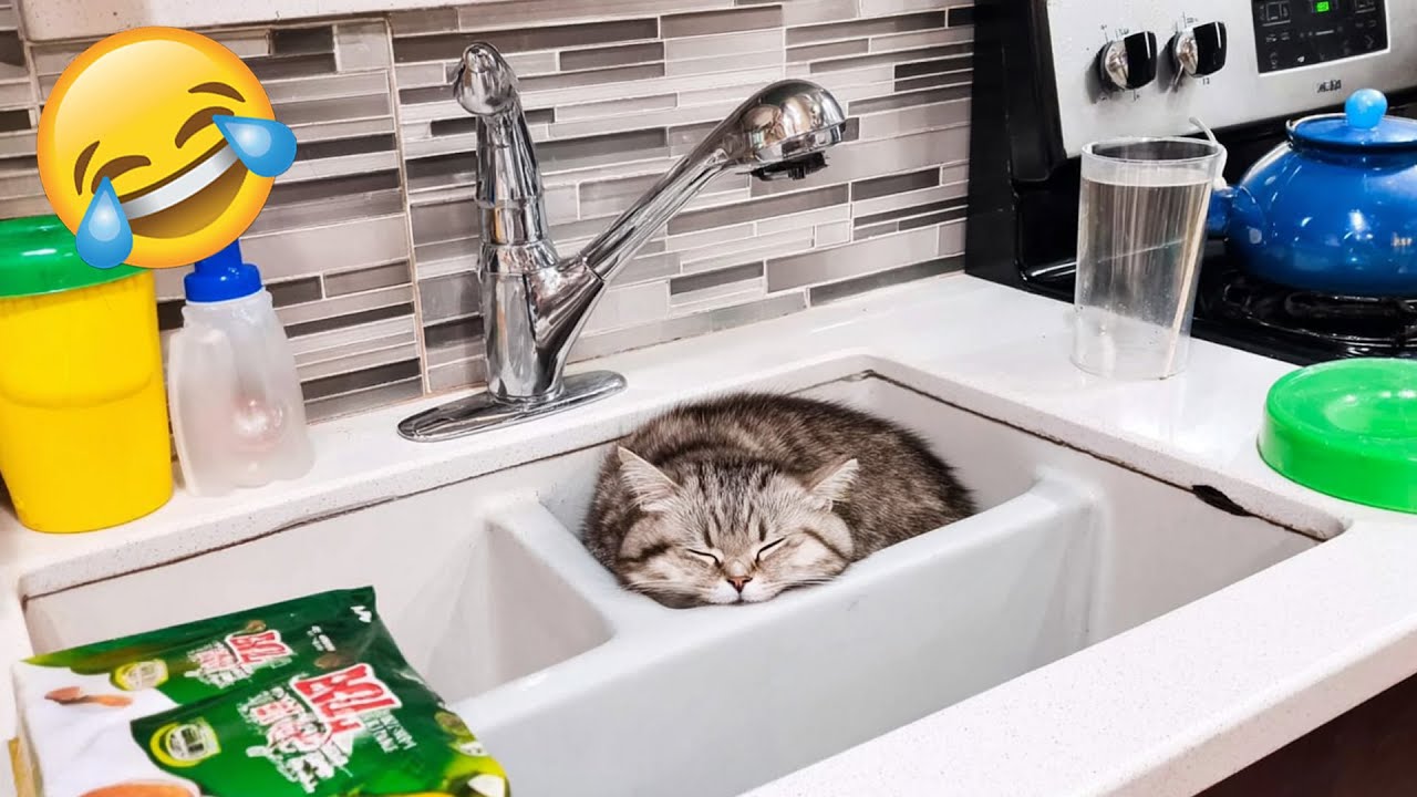 Funny Cat & Dog Videos 2024 😂 Funniest Animals 😂 Try Not To Laugh PART 43