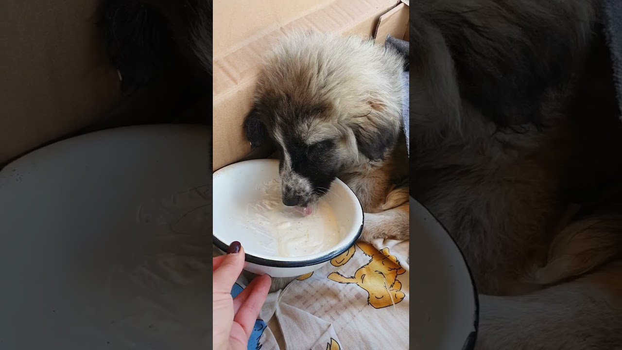 Doch nicht schon wieder Staupe???