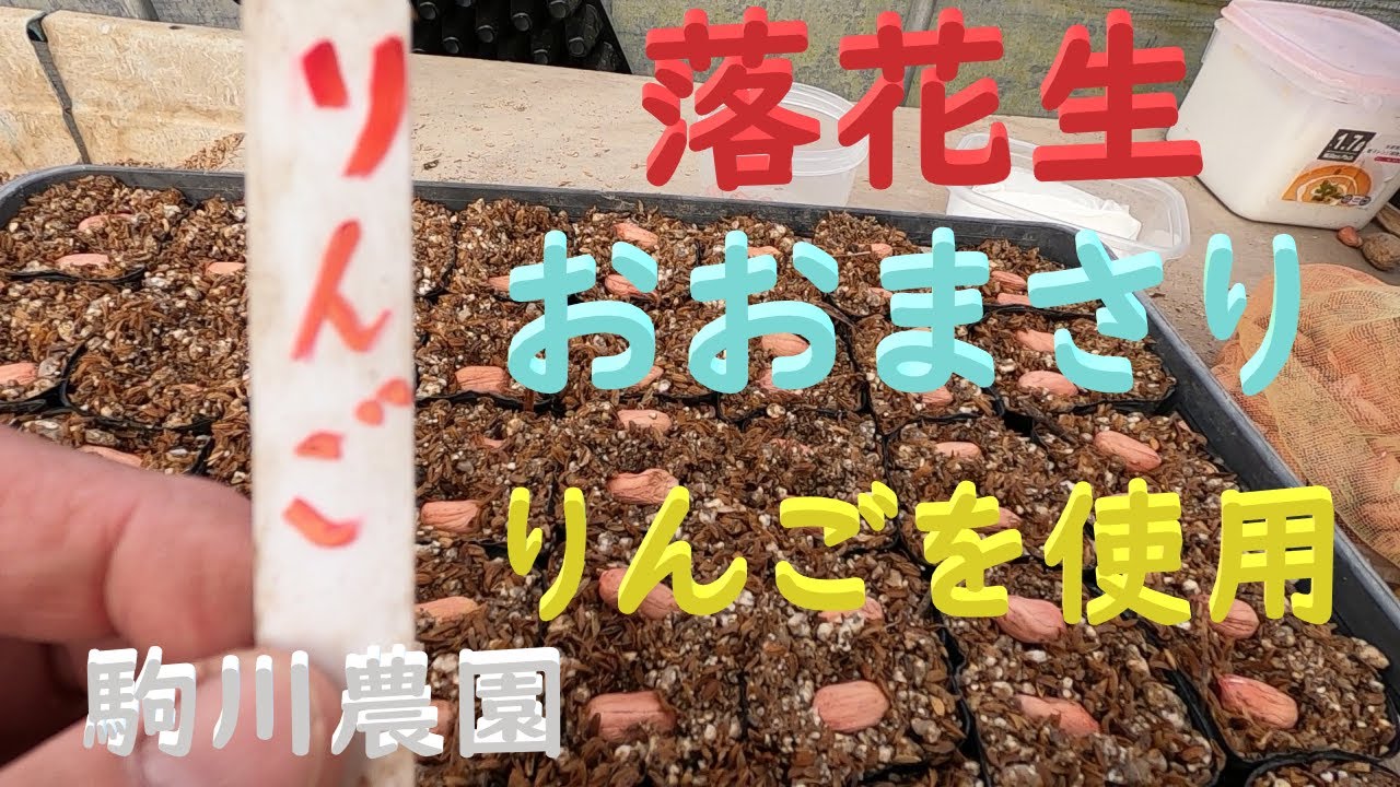 りんごを使用して落花生のおおまさリを播種　エチレン　邑南町　駒川農園　22.3.29