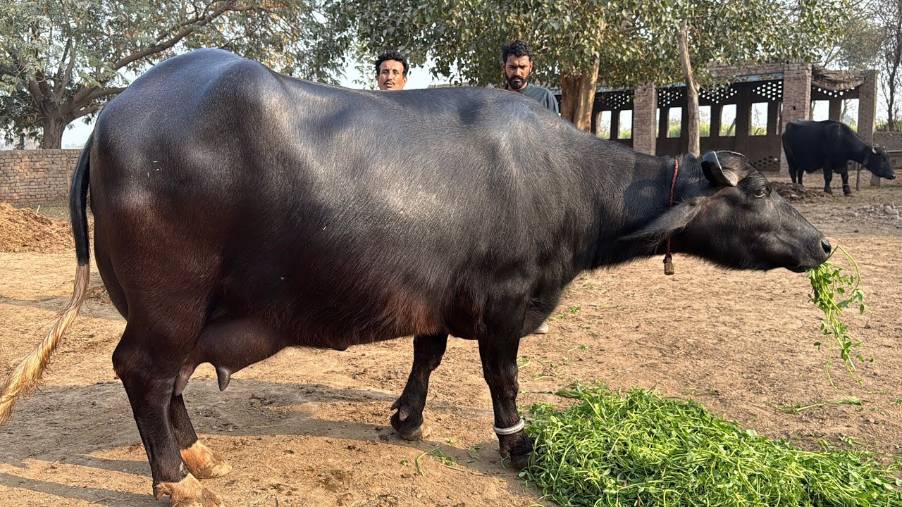 High Milking Ravi Buffalo || 30/12/25 || Buffalo Farming In Pakistan 