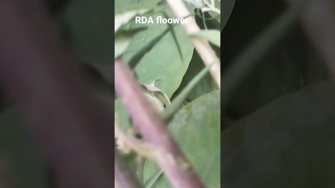 rda floower 