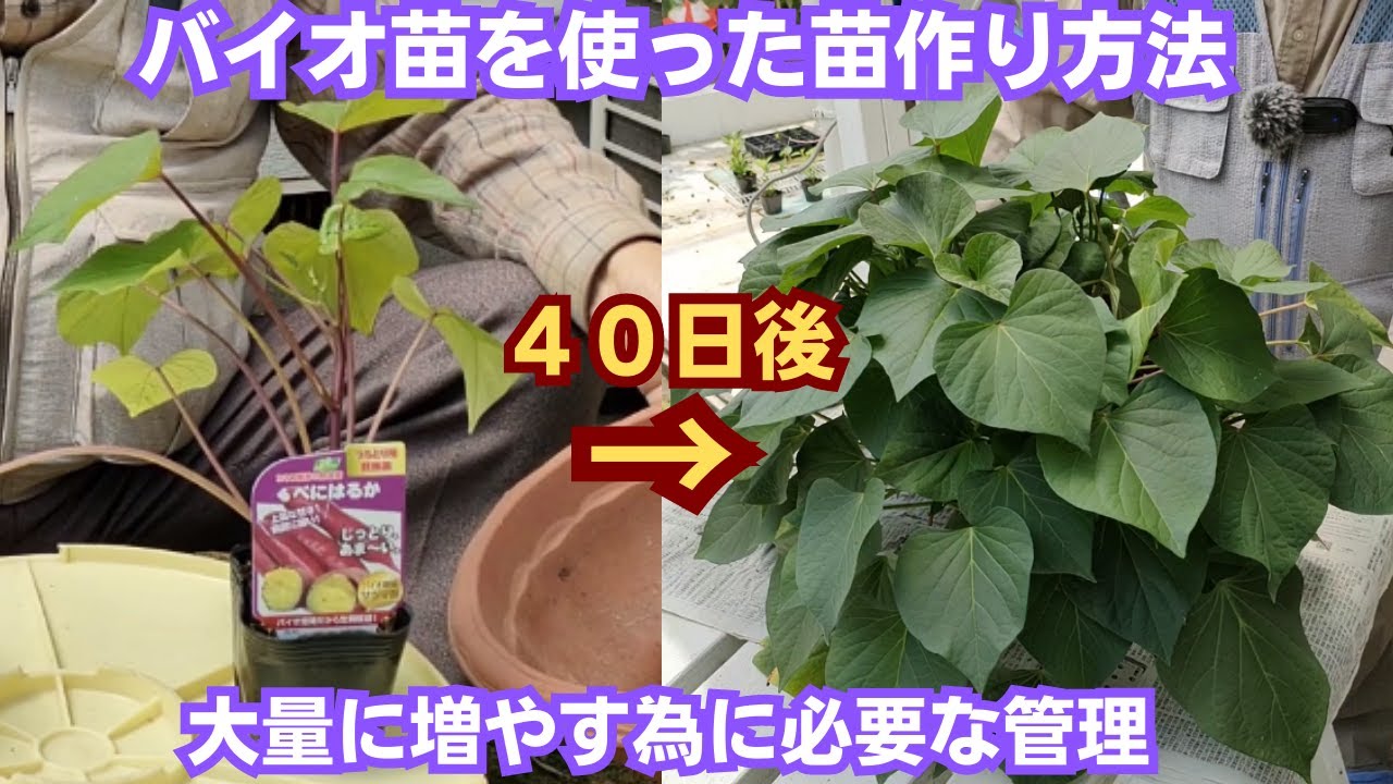 サツマイモのバイオ苗を使った苗作り【沢山増やしたい方必見！】【植え替え～苗採り迄】【紅はるか】2023年5月9日　5月16日　5月31日　6月10日　6月18日