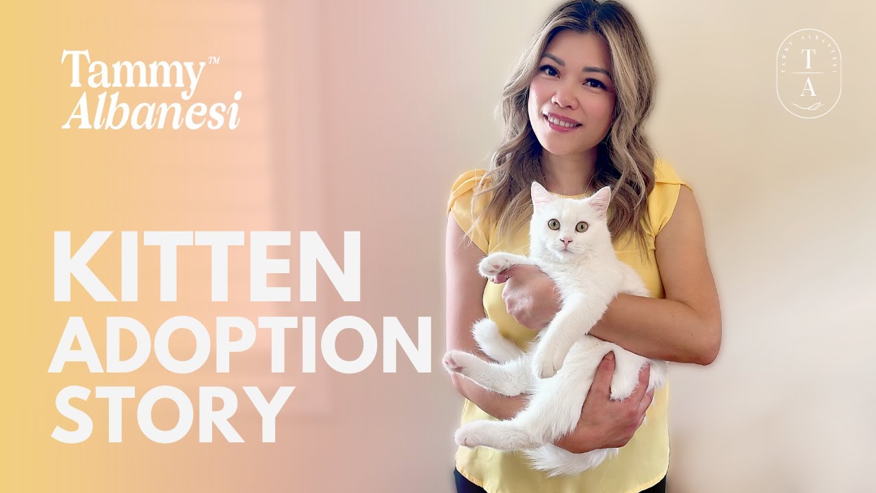 🐾 Our Adorable Adoption of Aiden 🐱 | Expert Tips to Find Your Perfect Kitten 🐾