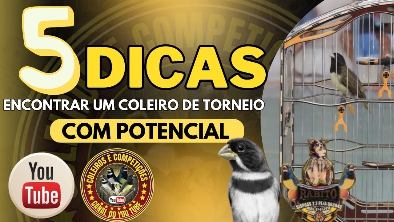 5 Dicas para você encontrar um coleiro de torneio com potencial.