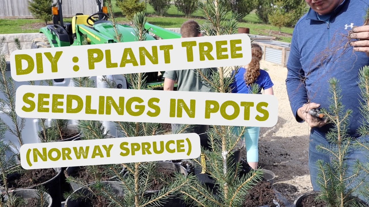 Growing Tree Seedlings in Pots [Getting Started]