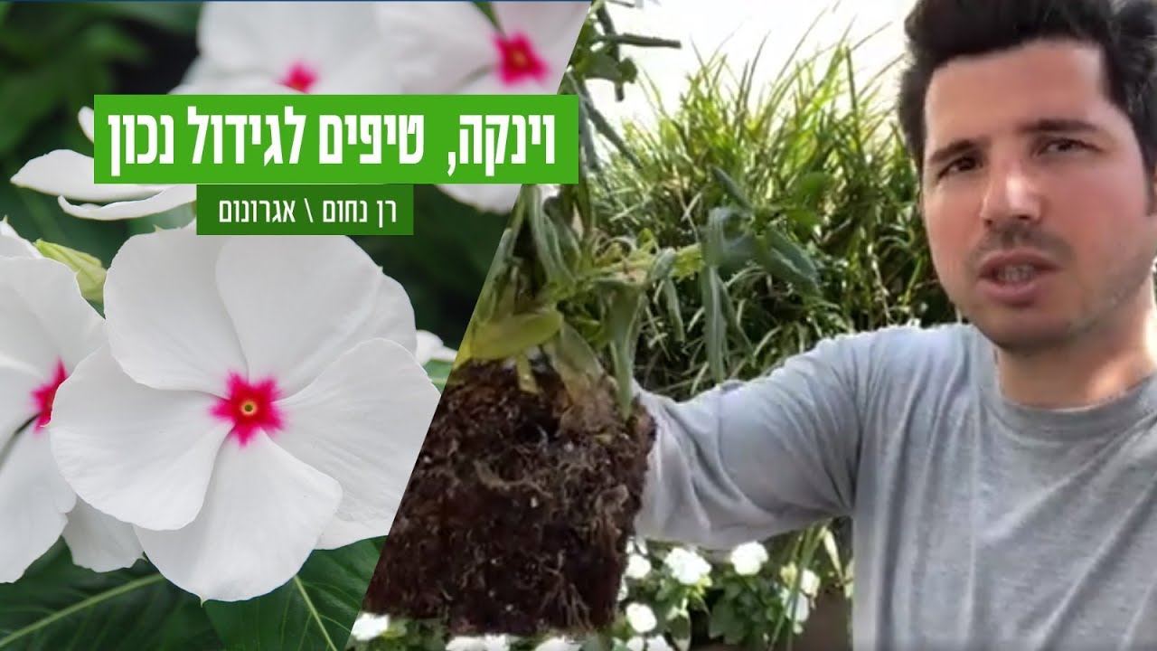 למה הוינקות מתות ?