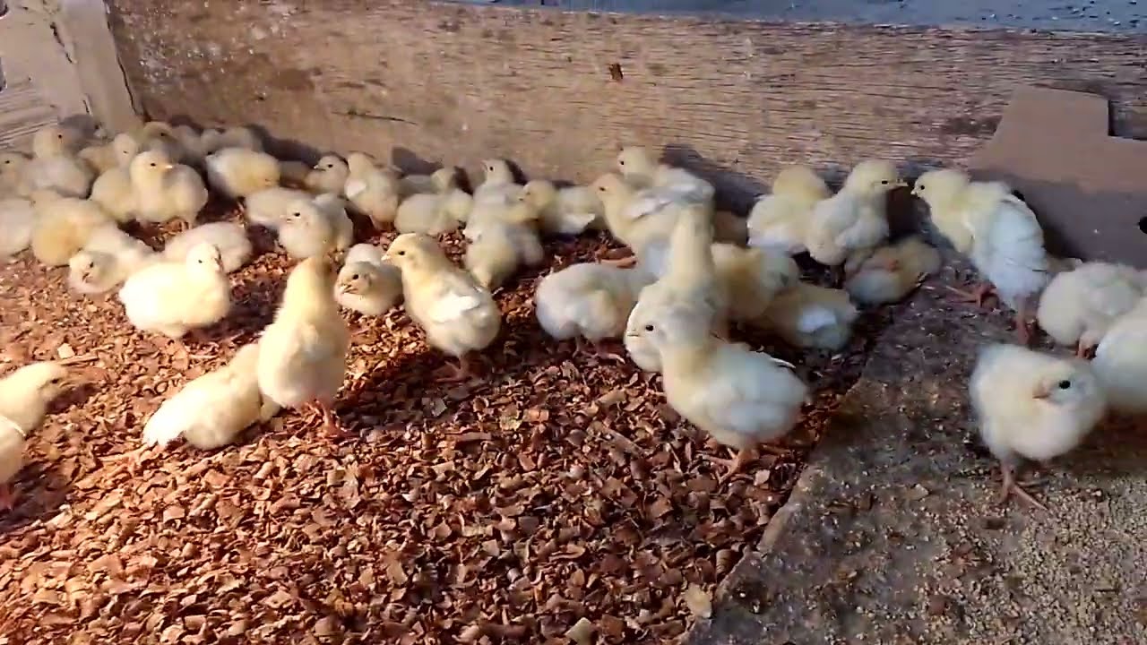 hoje às pintinhas tá fazendo quatro dias.