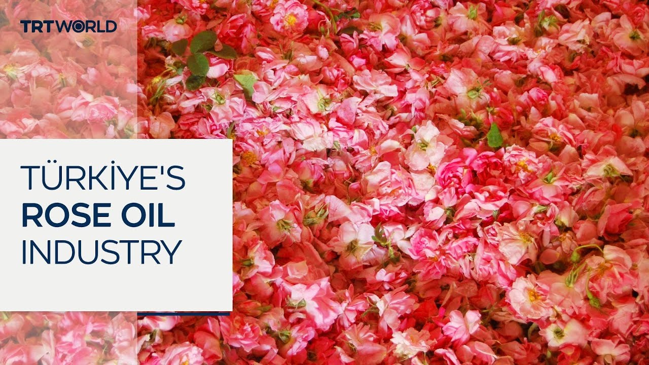 T&uuml;rkiye&rsquo;s southwestern city Isparta produces 65% of world's rose essence