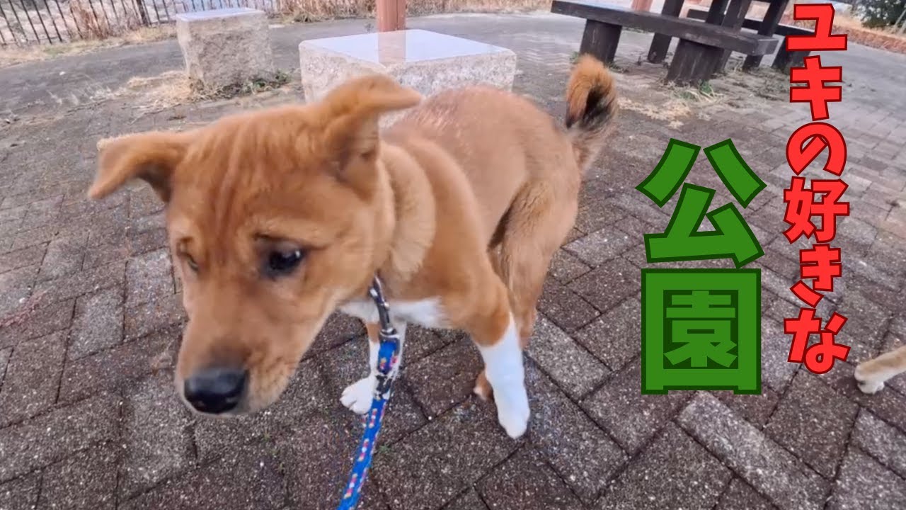 イノシシの有害鳥獣駆除が中止になったので猟犬ユキとケイで病院前の散歩