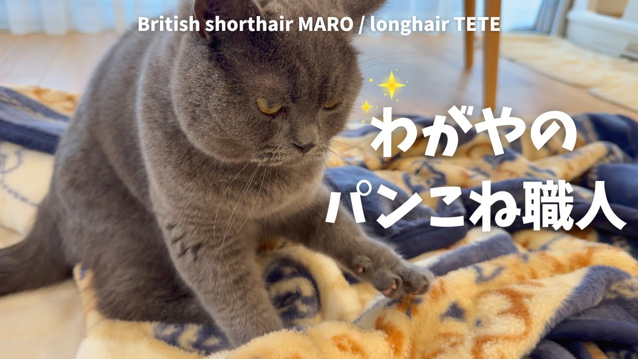 マロのふみふみを眺める回 【ブリティッシュロングヘア】【ブリティッシュショートヘア】