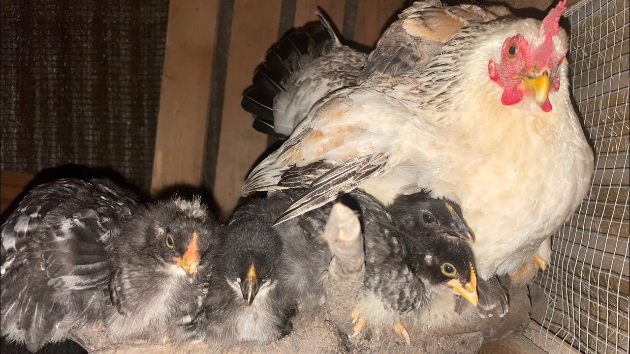 (ගම් කුකුල් පාලනය) කුකුල් පැටවුන් රැකබලා ගන්නා ආකාරය