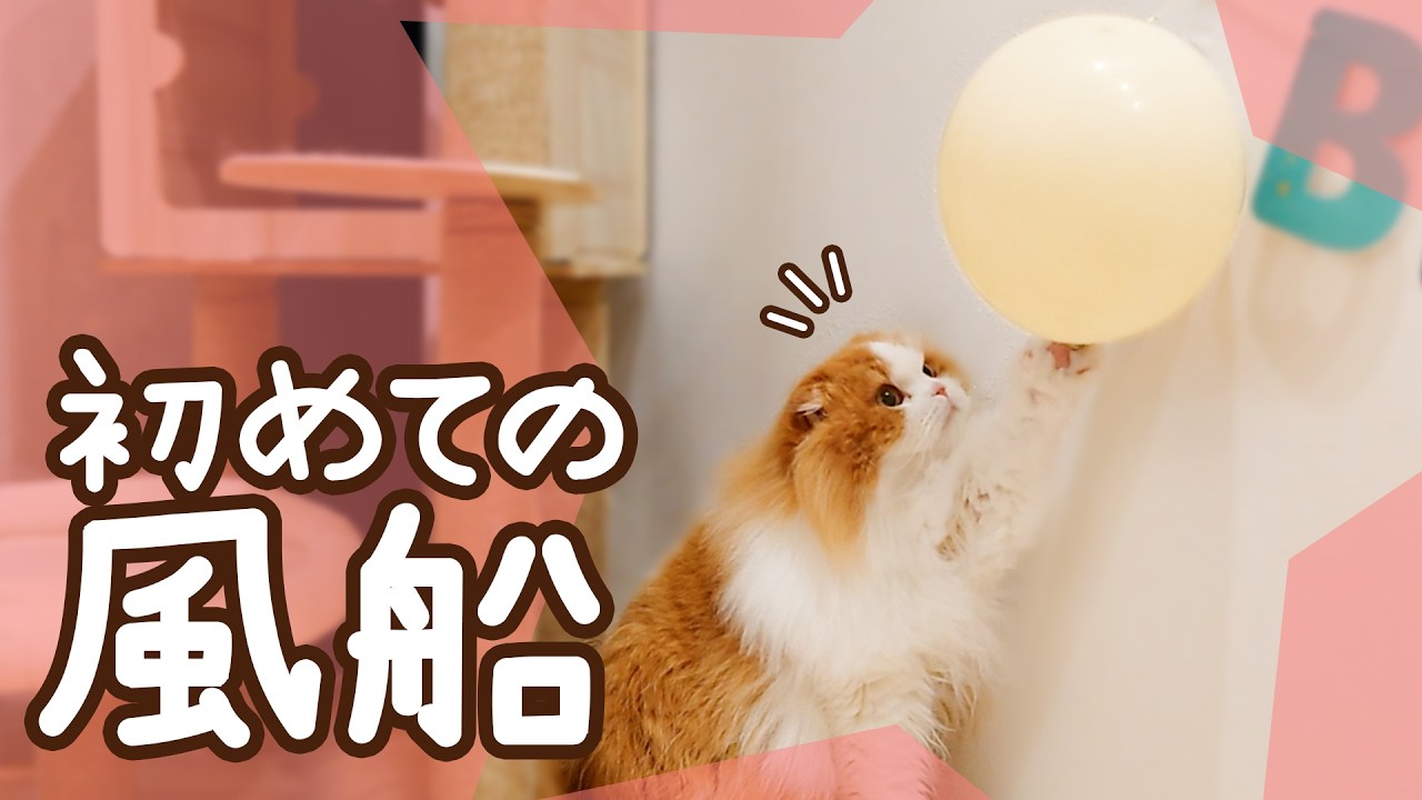 誕生日の猫、初めての風船にビビり散らかしました