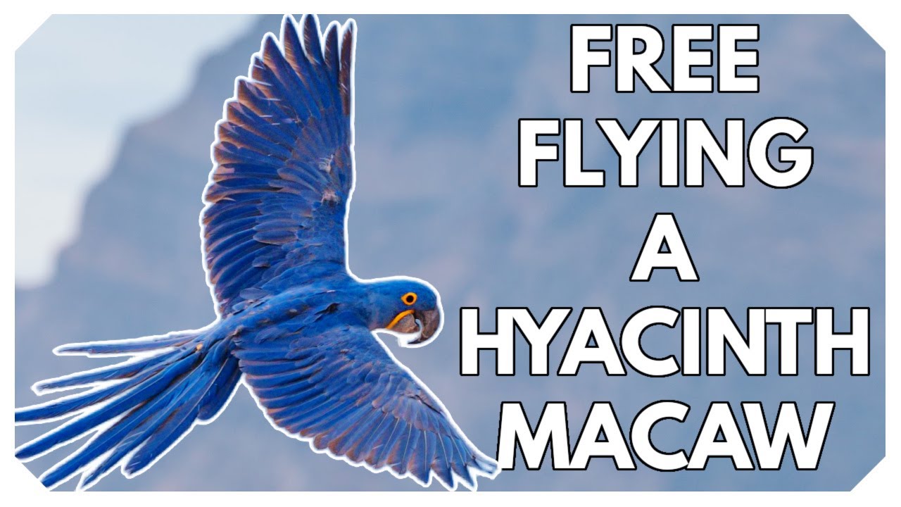 Nuances of Free Flying Hyacinth Macaws | Meet Ozzie