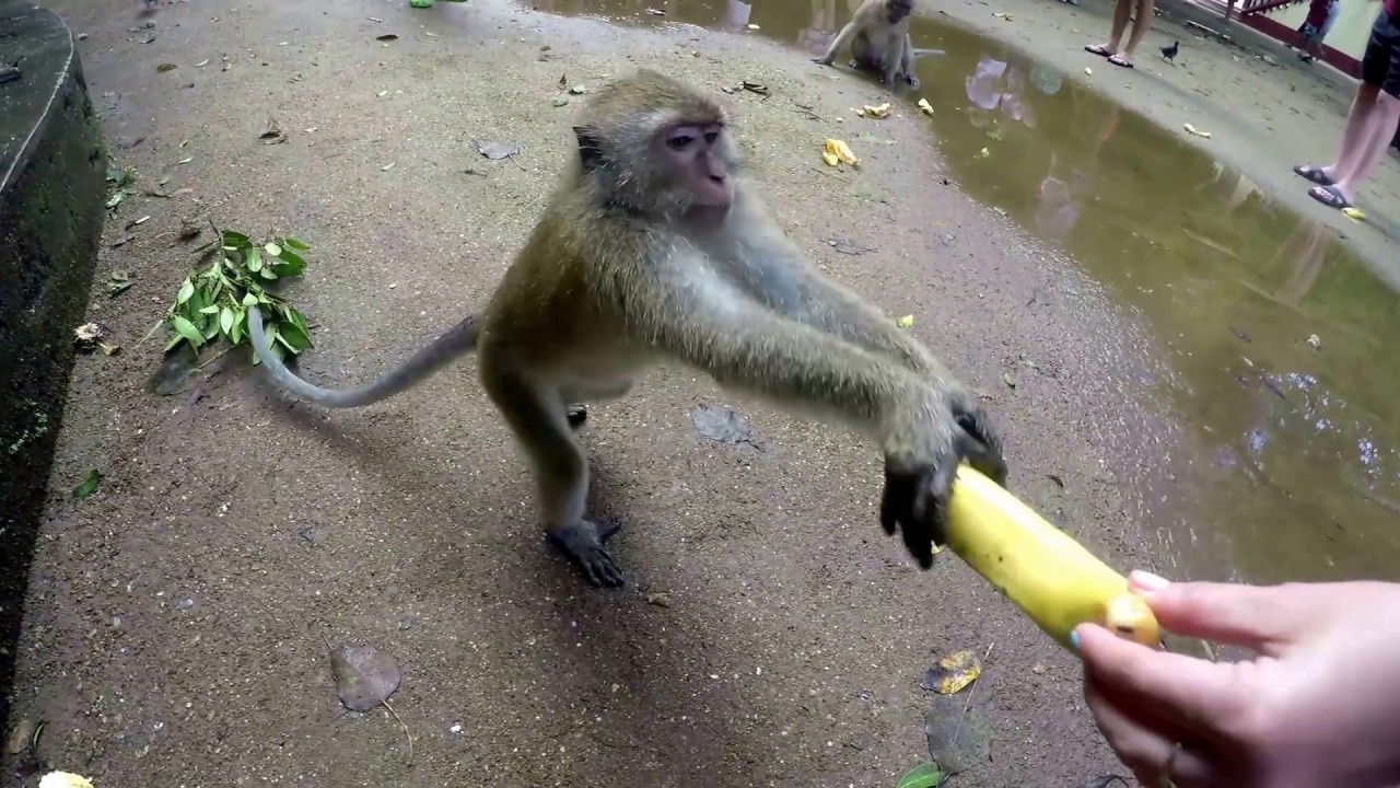 Драка обезьян. ЖЕСТЬ!!!!!!