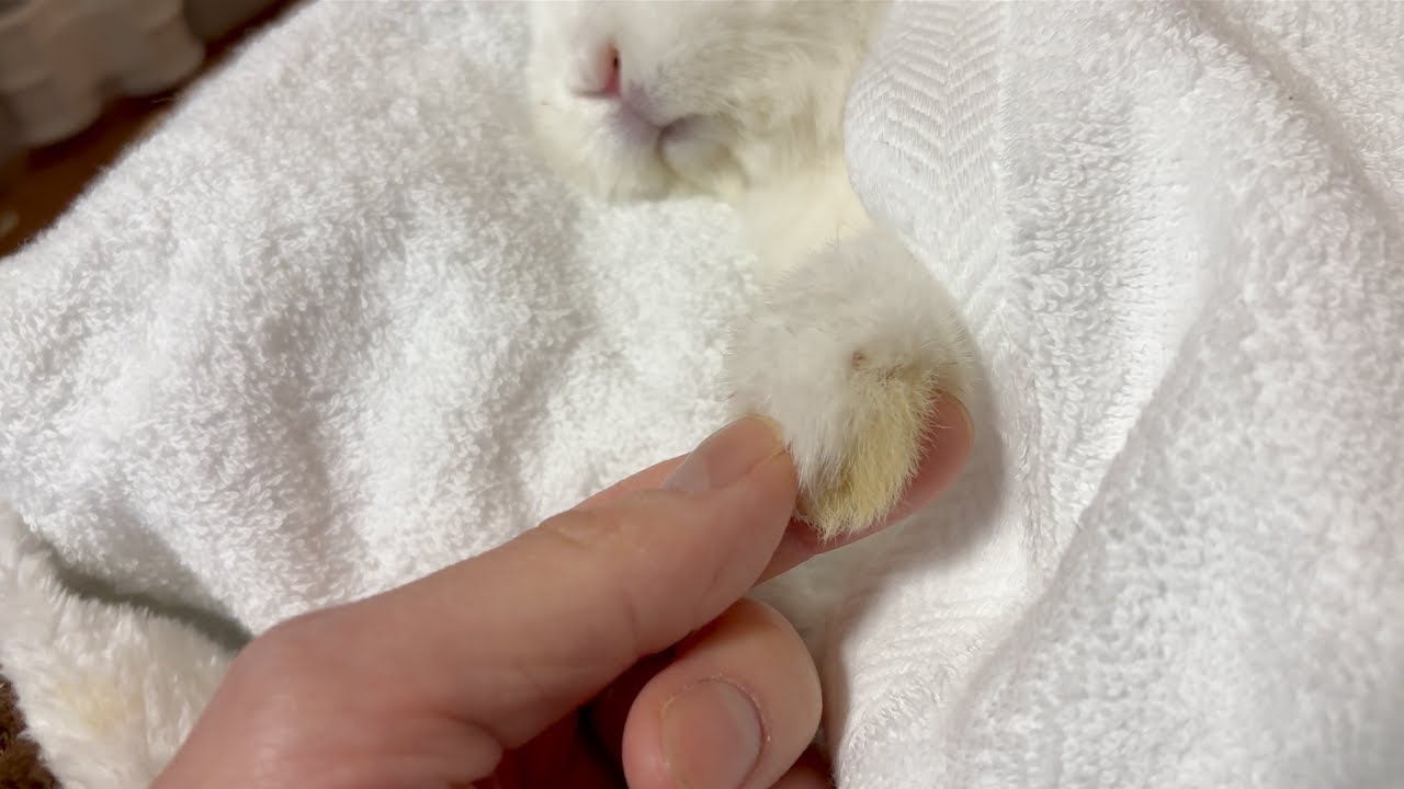 こむぎがお月さまに帰りました