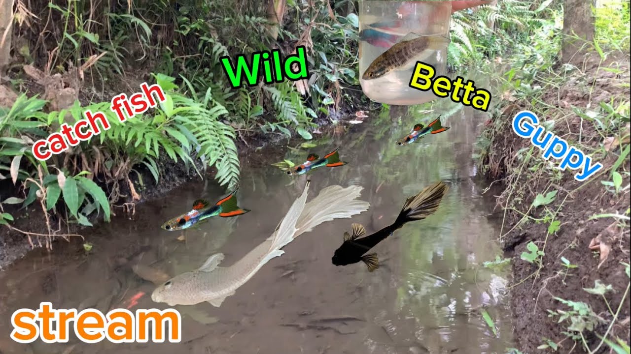 Catching wild betta and guppy fish in natural streams 🍀| Nguyen Tuan Betta #bettafishtank #guppy