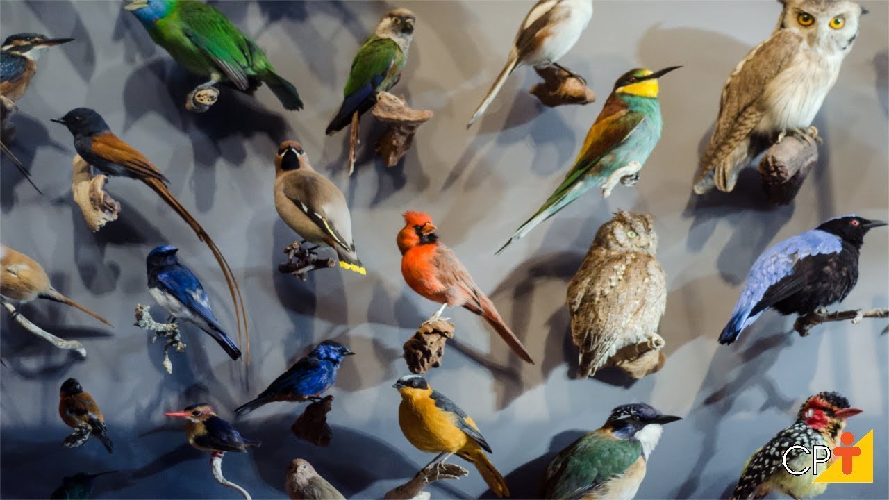 Curso Taxidermia - Empalhamento de Aves e Mamíferos CPT