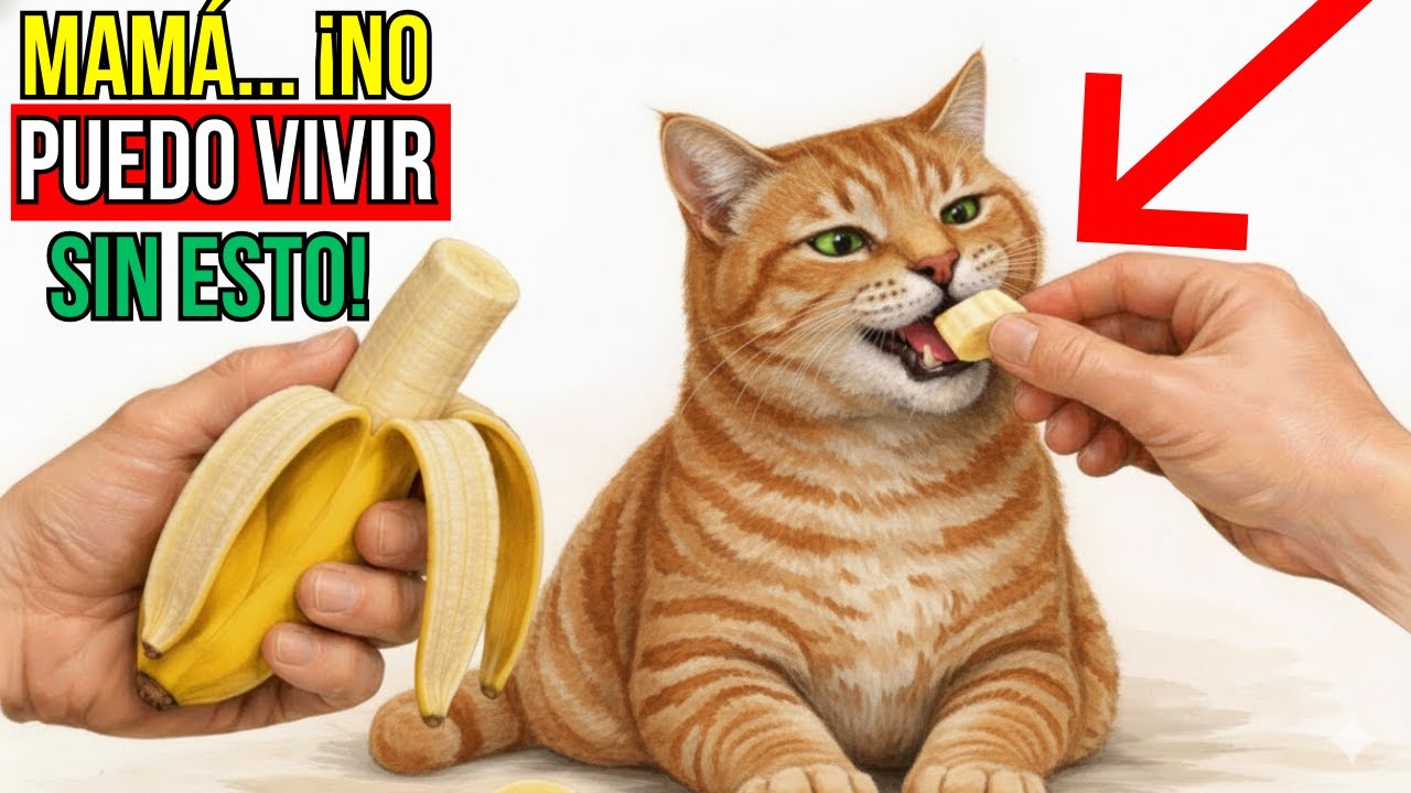 22 alimentos humanos que mejoran la salud de tu gato.. ¡y que los veterinarios no quieren que sepas!