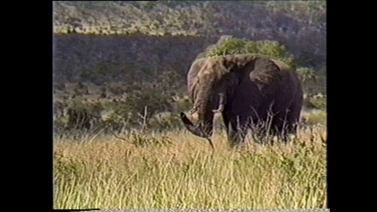 Kruger Park 1988 Elephant encounter