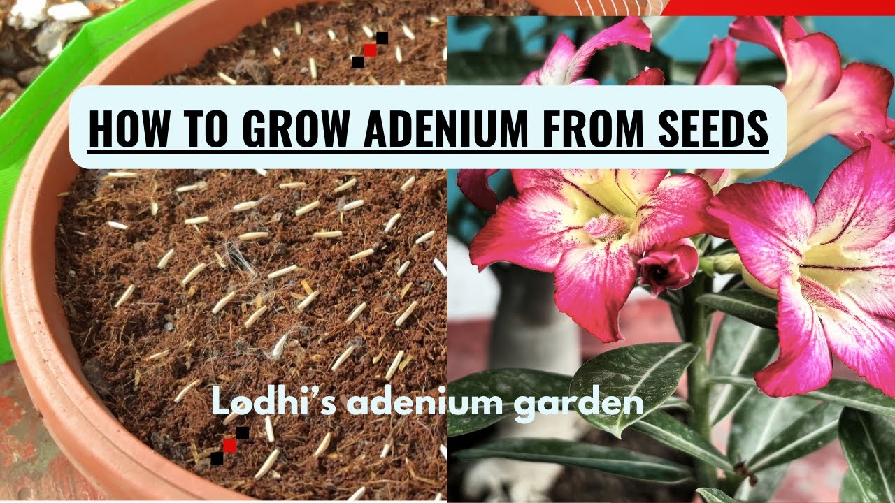 Adenium को seeds से कैसे लगाएं 