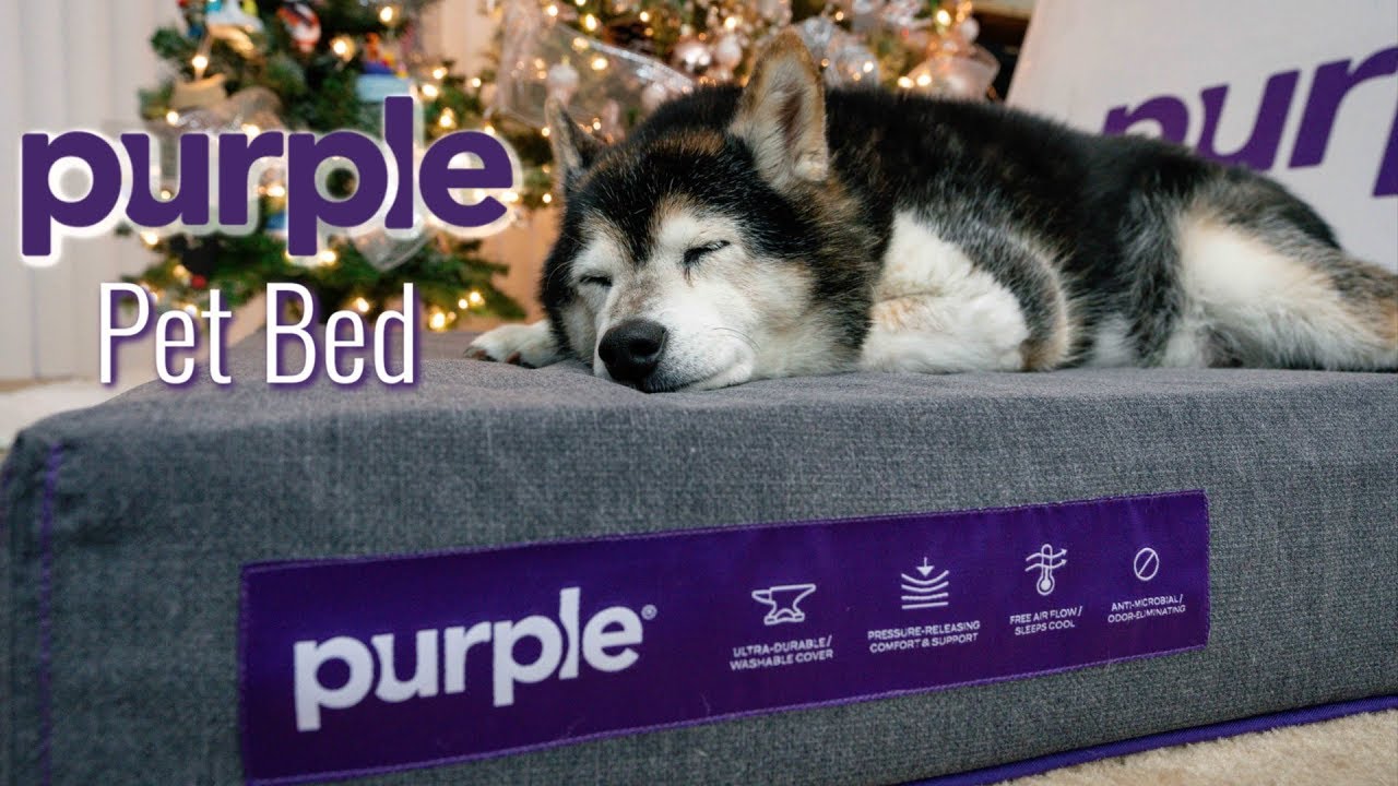 Shiba Inu Dogs Get a Purple Pet Bed || The Versatile Life