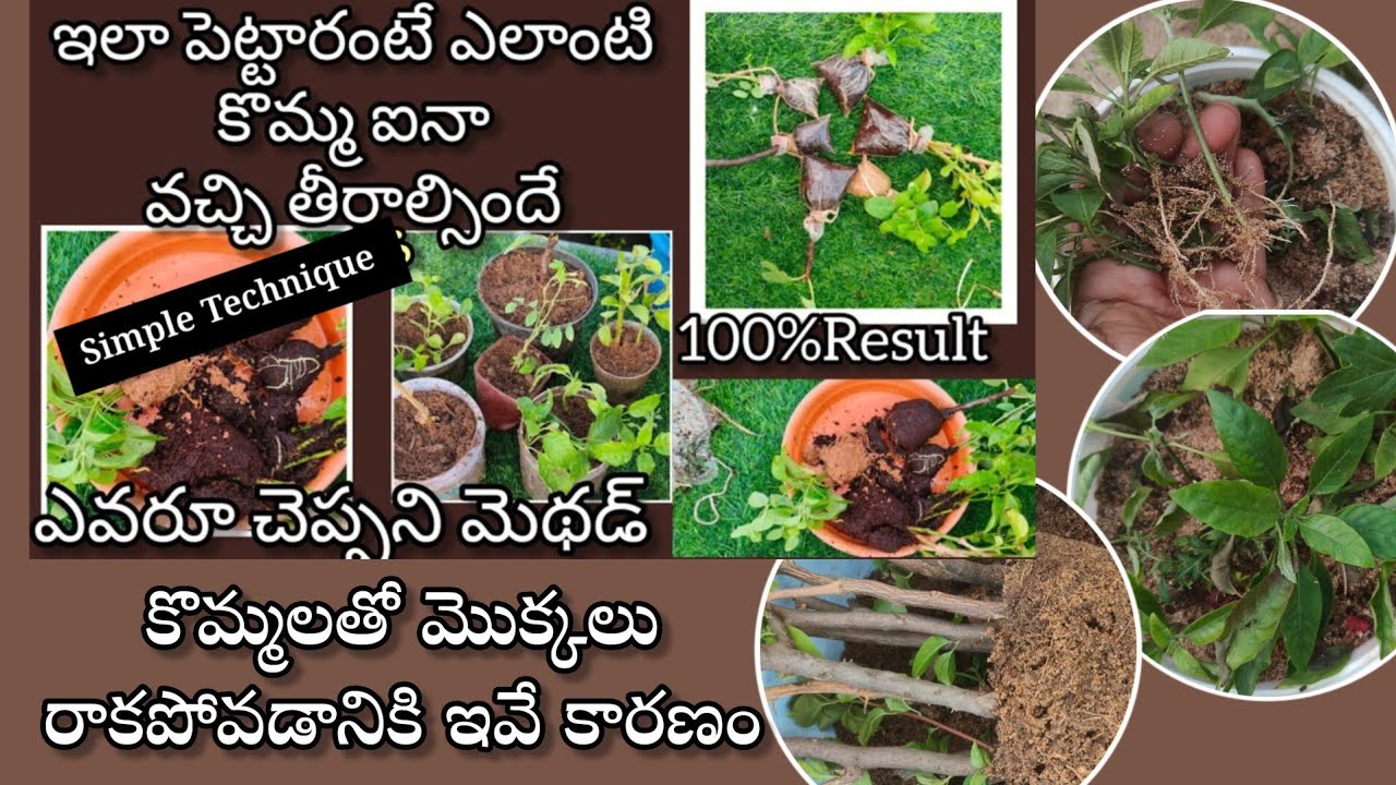 How to grow plants from cuttings | కొమ్మలతో మొక్కలు నాటే సులువైన పద్దతి