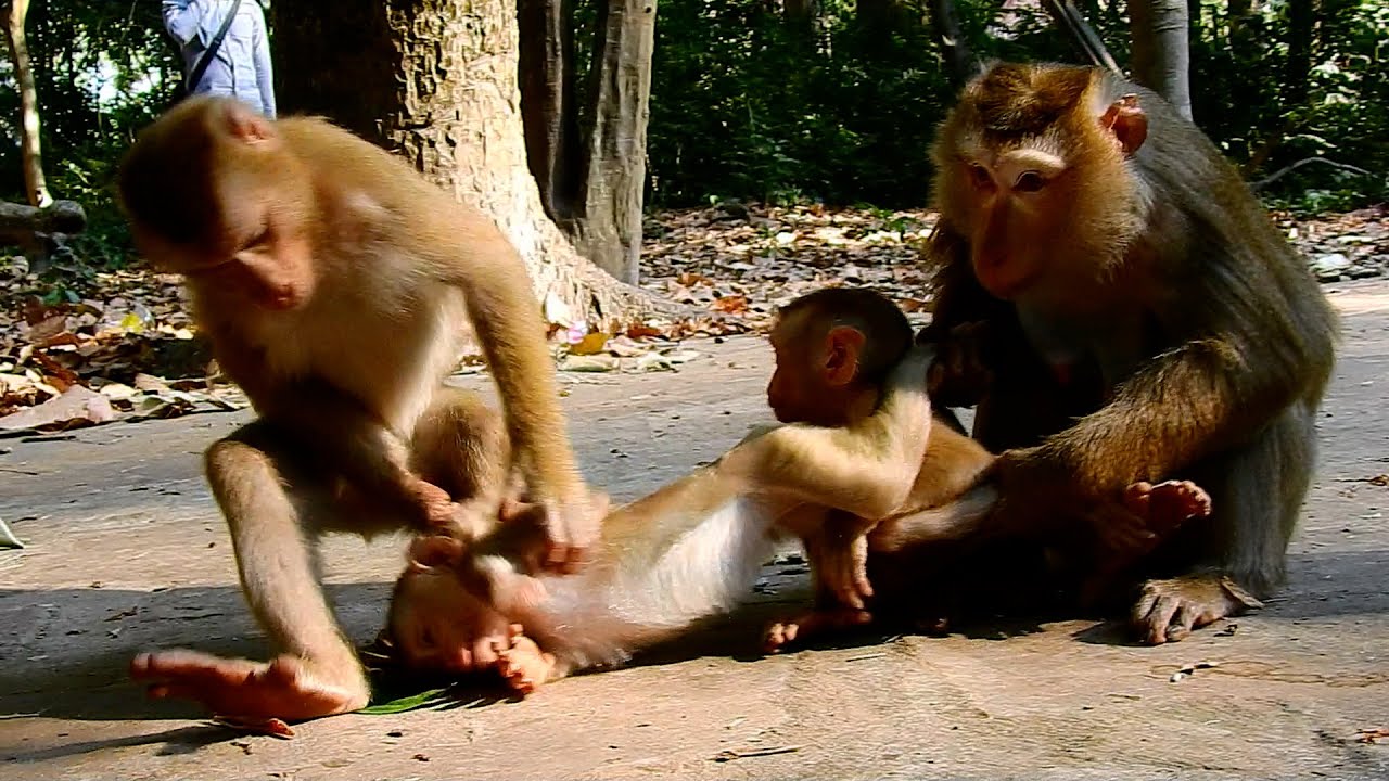 What happen with little monkey?