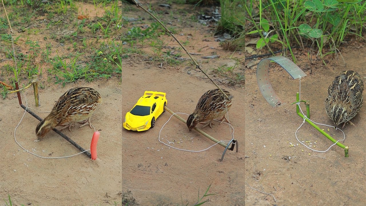 Creative Method Unique Quail Trap Using Simple Tools And Woods - How To Set Up Bird Trap