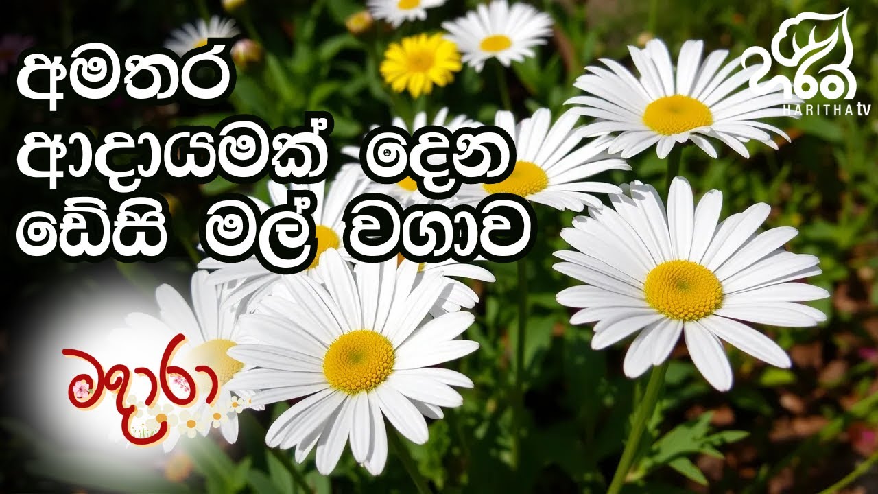 ඩේසි මල් වගාව  | Haritha Tv | Madara | Daisy Flower