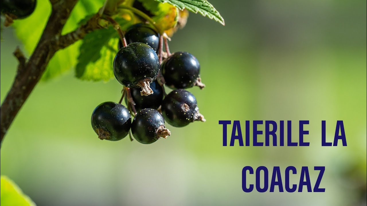 TAIERILE LA COACAZ - cum se fac taieri la coacaz negru, rosu si alb ... la fel se fac si la agris