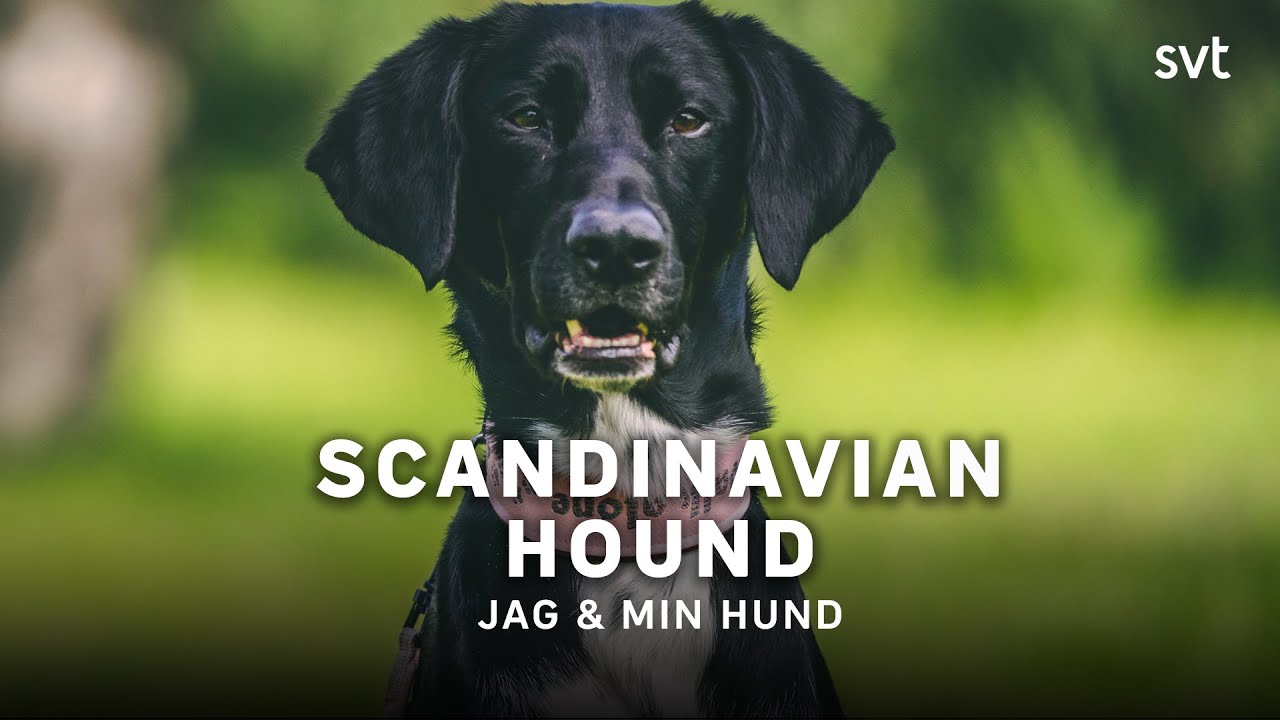 Vilken hund ska jag välja? | Scandinavian hound | SVT