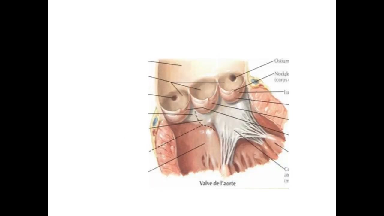 tout sur les valves cardiaques l'essentiel du cours unité  cardiovasculaire