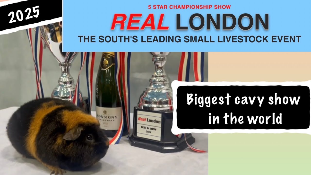 Крупнейшая в мире выставка морских свинок — The Real London Guinea Pig Show 2025