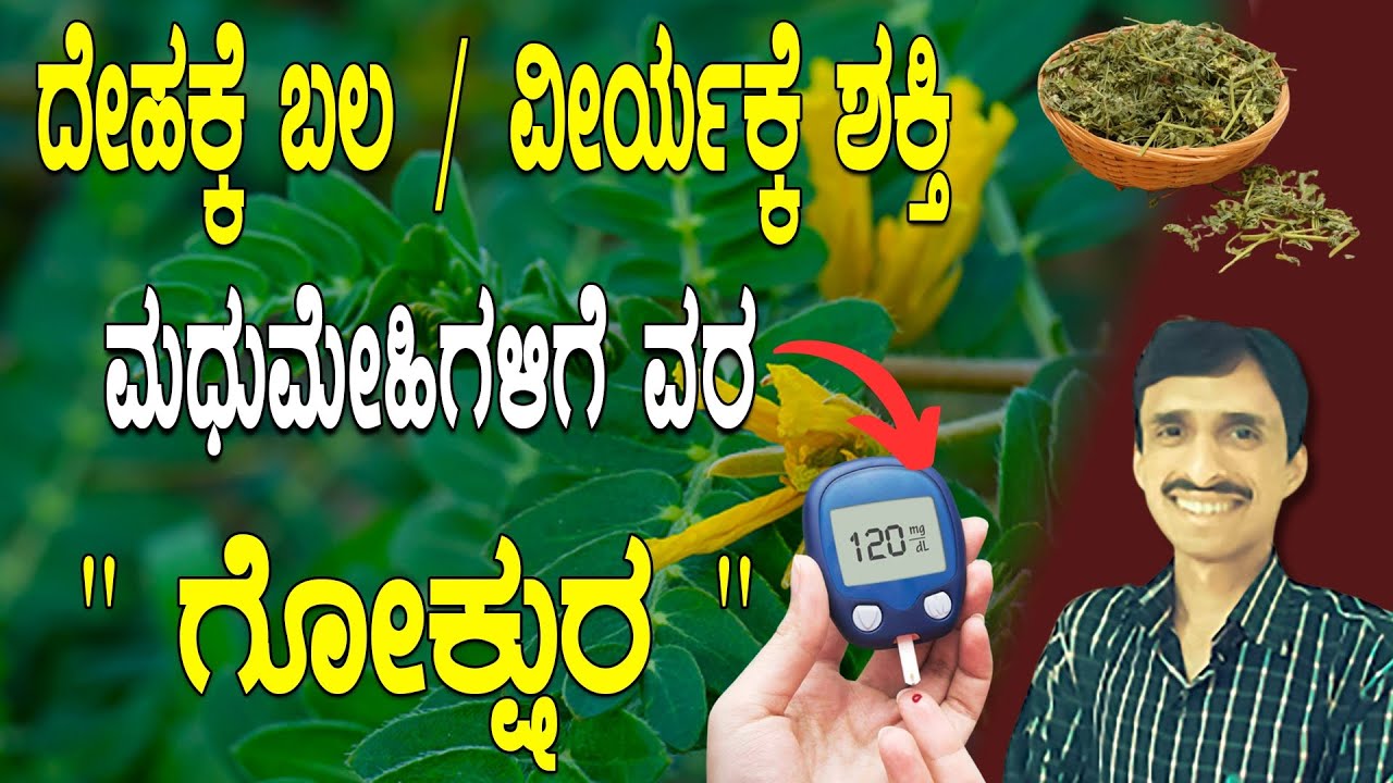 ವಾತದೋಷಕ್ಕೆ ರಾಮಬಾಣ, ದೇಹಕ್ಕೆ ತಂಪು ಗೋಕ್ಷುರ | Gokshura benefits | Dr Vinayak Hebbar