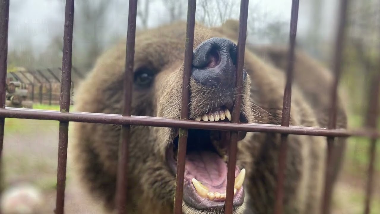 OMG! My story while working at Elistvere Animal Park 